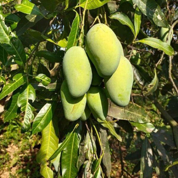 আম্রপালি আম